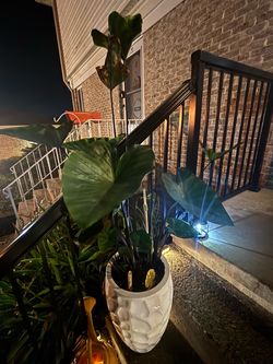 Large Elephant Ear Plant in White Pot