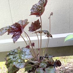 Coral Bells Perennial Plant Has Beautiful Foliage. 