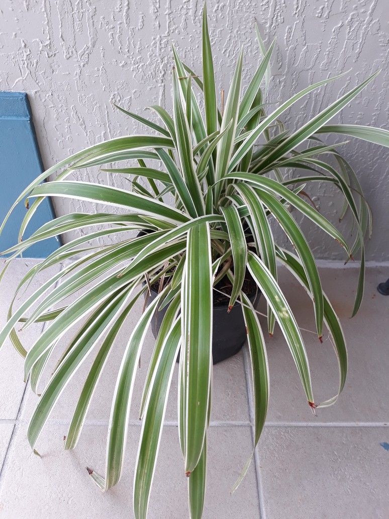 Chlorophytum comosum Plant, Spider Plant 