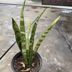 Snake plant