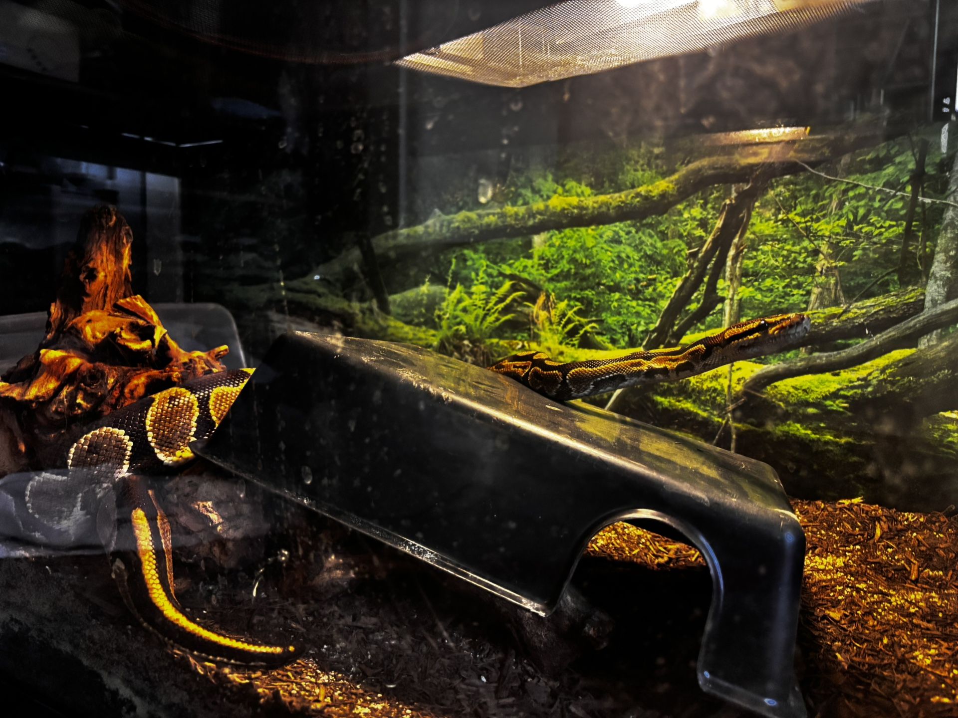 Snake Tank 40 Gallon