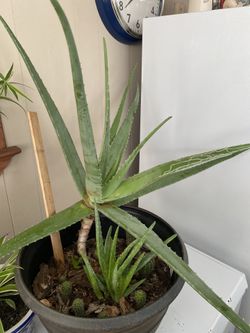 Sábila Grande Con Varios Hijuelos Y Cactus Naturales 