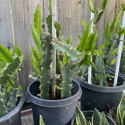 Dragonfruit Plant For Sale