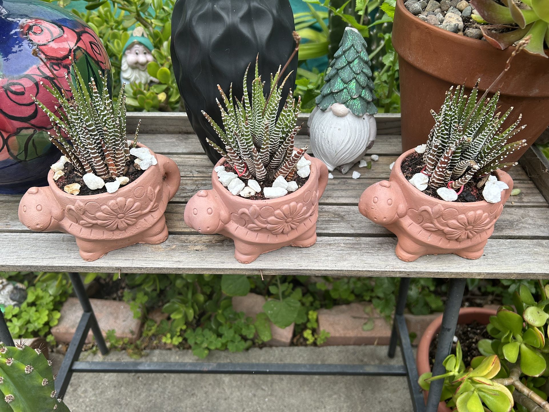 Succulents $6 Each More Succulents Differents Prices