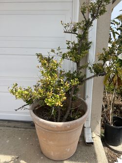 Boxwood Tree