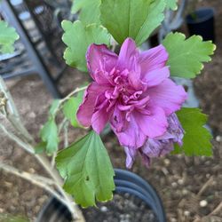Hibiscus Plant