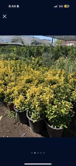 Plants Sale Today 11/10