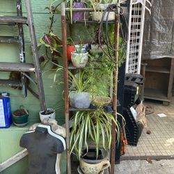 Tengo Muchas Plantitas 