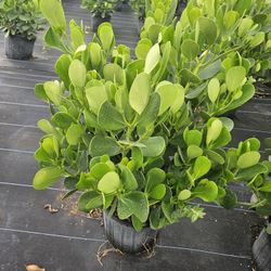 huge clusias over 3 feet tall Instant Privacy  Hedge  for fence 