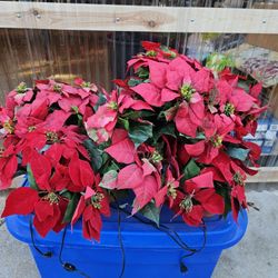 Flores Naviden̈as $5.00 Each/cada una.  ARLINGTON 