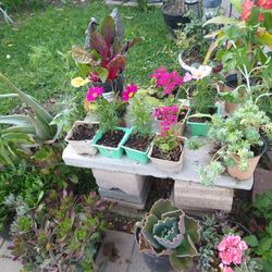 Cactus ,Acelgas Anual Flowers, Succulents Arnica Oregano  Mejorana Epasote Etc