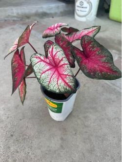Caladium