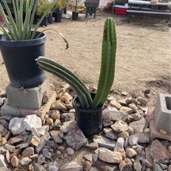 Cactus Plant