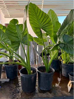 Elephant Ear Plants