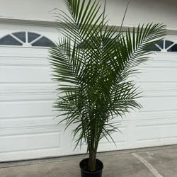 Palm 7ft