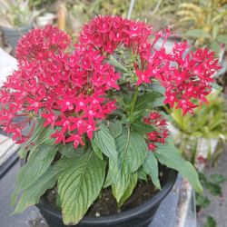 Pentas Flowers Potted Plant