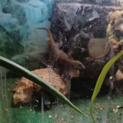 Breeding Pair Of Brown Day Geckos 