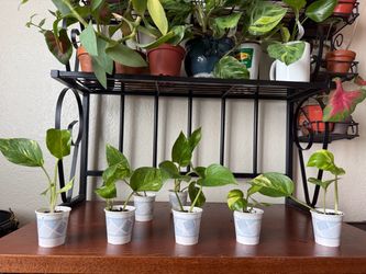 Mini Golden Pothos Variegated Live Houseplant Tiny Pothos Live Plant - 2 each PHX