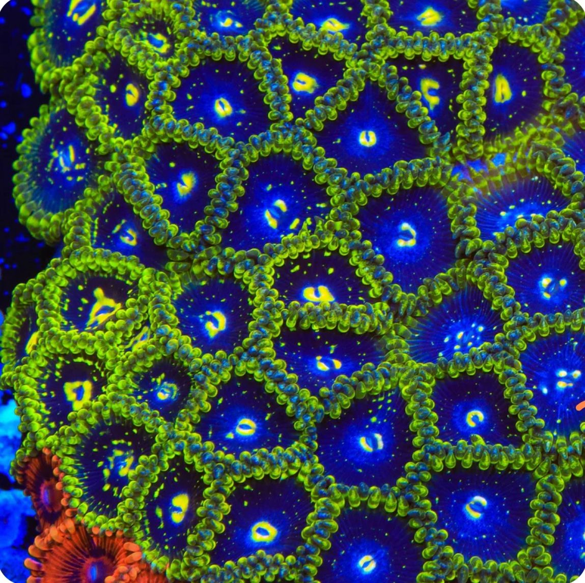 Exosphere Zoantid Zoa (fake)