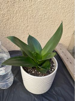 Starfish Snake Plant