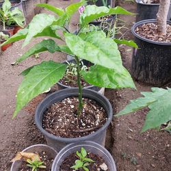 Chill plants Caroline riper