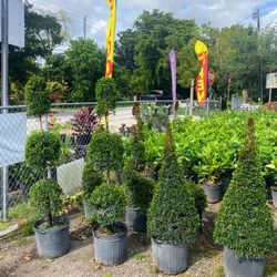 Cone Shape Eugenia Topiary 🌳🌲 FROM $55.00