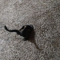 Antique Notary Public