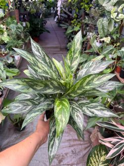 6” aglaonema tigress