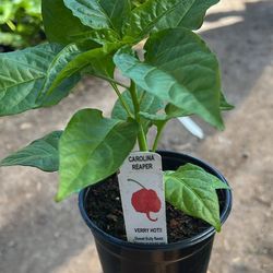 Carolina Reaper 