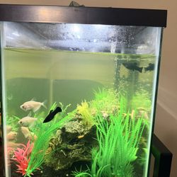 Fish Tank + Fish