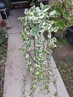 Long N'Joy Pothos Plant $35--$30