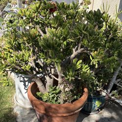 Potted Succulents And Others Price Per Plant