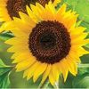 GIRASOLITO