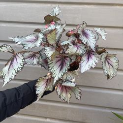 6” begonia rex