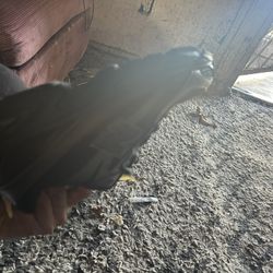 Brand New Out The Box 