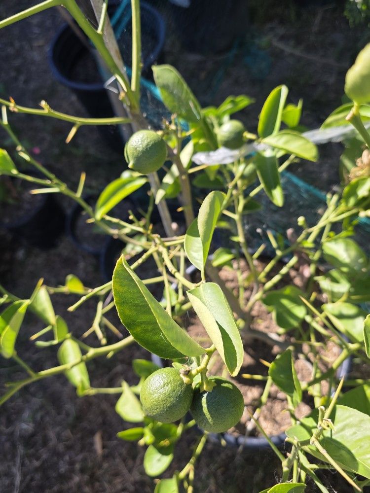 Arbolito de Lima Mexicana Dulce