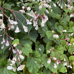 Perennial Begonias