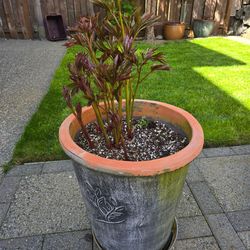 Peony Plant with Tall Pot