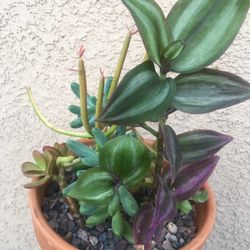 Beautiful Succulents 
