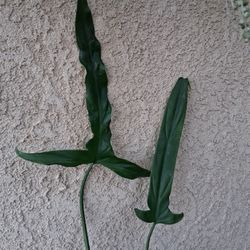 RARE  Philodendron HOLTONIANUM Plant $28