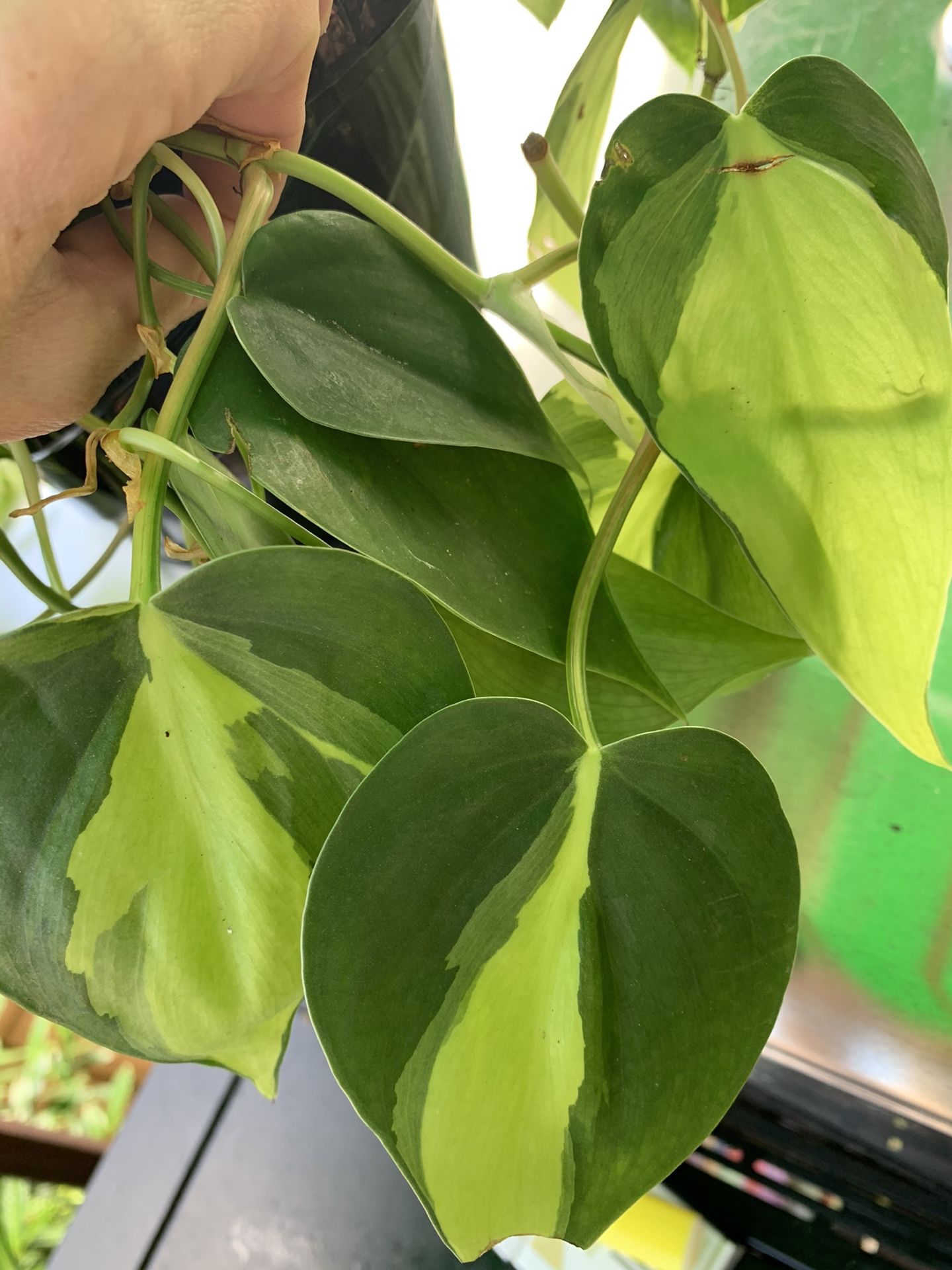 Philodendron Brazil ( indoor plant babies)