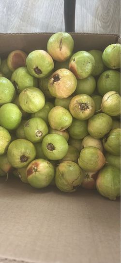 Guava