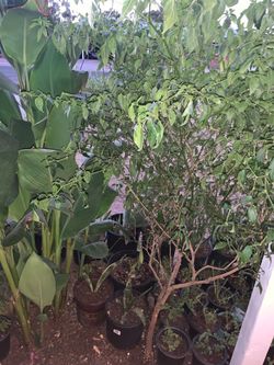 Green Foliage Garden Canna Lilies Elephant food snake