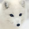 Polarfuchs