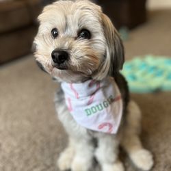 Reversible Dog Collar Bandanas