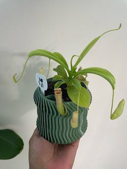 Nepenthes