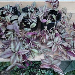 Tradescantia Zebrina Trailing Plants - 1 Gallon