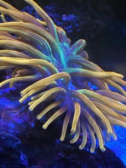 Chicago Sunburst Anemone 