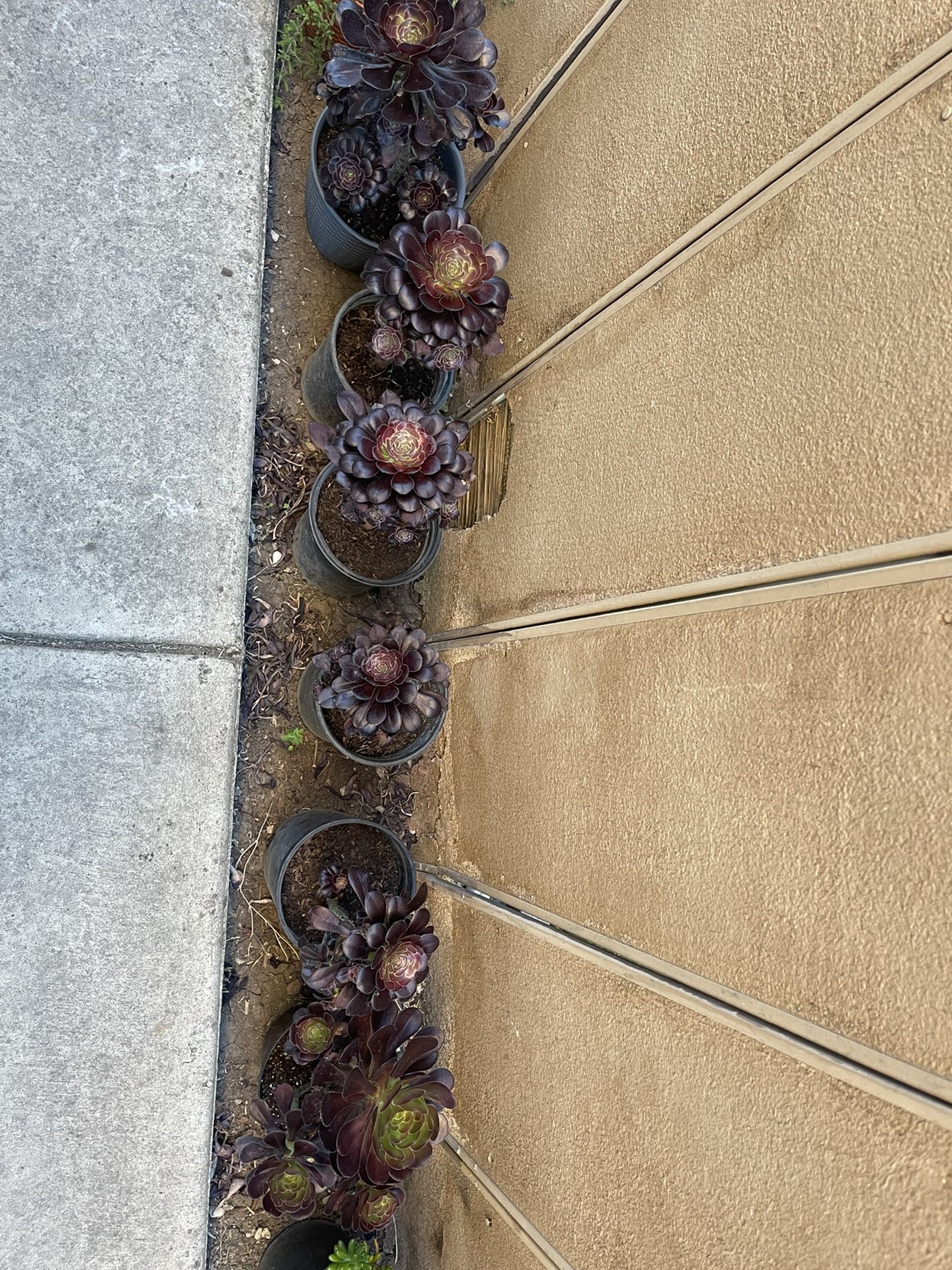 Succulent Plants 🪴