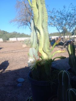 Cactus